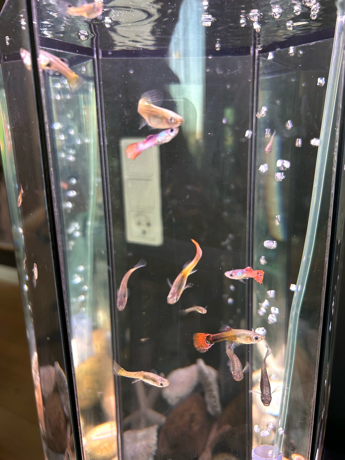 Akvarium, 20 liter