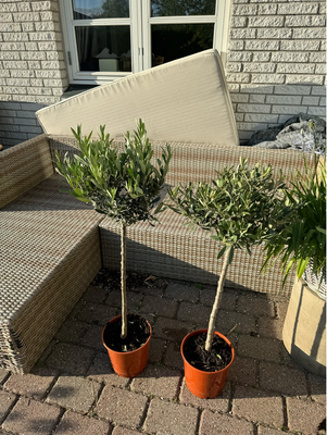 Oliventræ, Olea europaea, 250,- st,k HURTIG AFHENTNING. 2 stk oliventræ tåler -15 grader. Hybrid art
