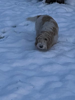 Petit basset griffon vendéen, tæve, hvalp, 6 mdr. , m. stamtavle, Vi er af personlige årsager nødt t