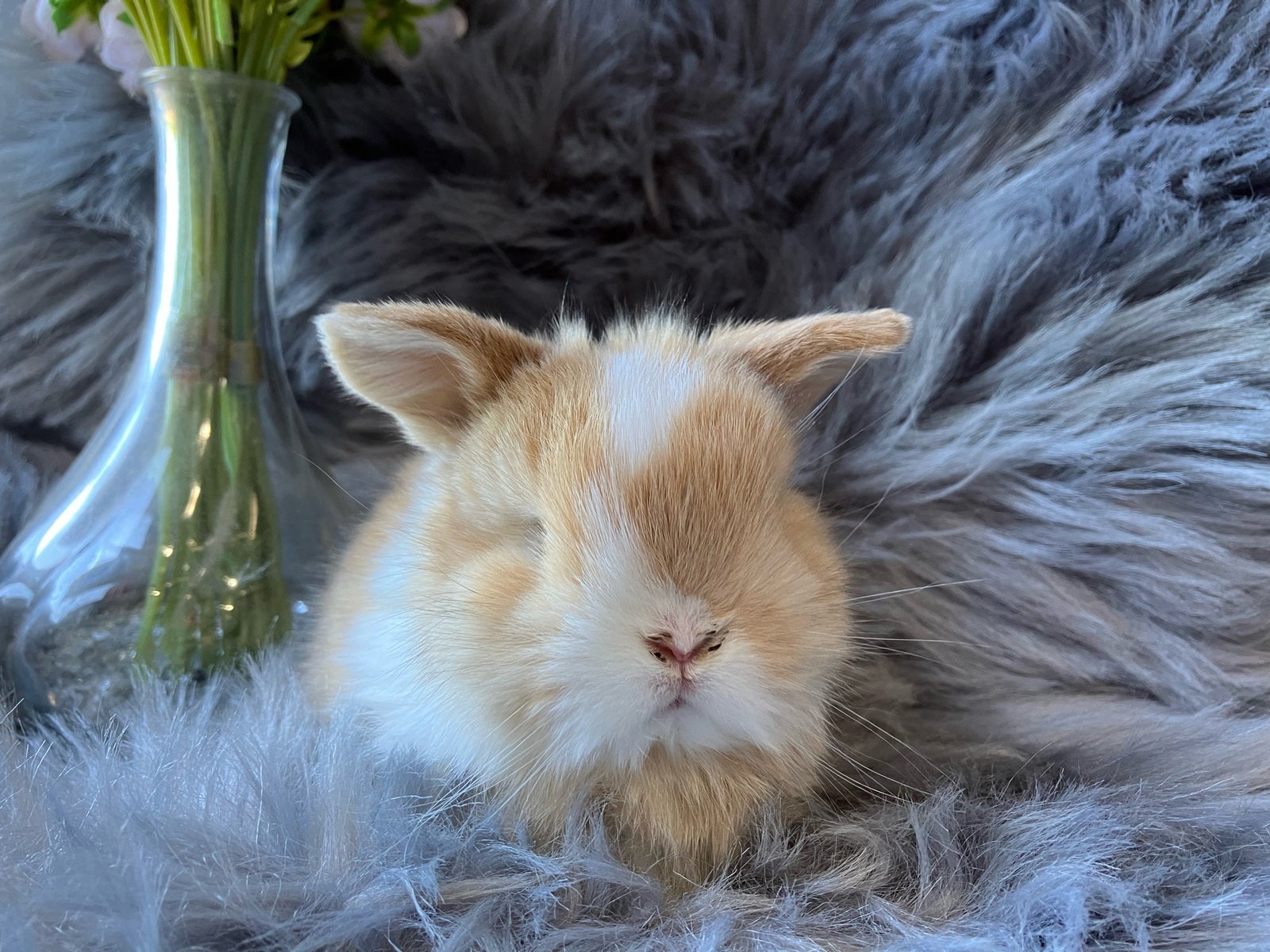 Kanin, Mini lop, 0 år