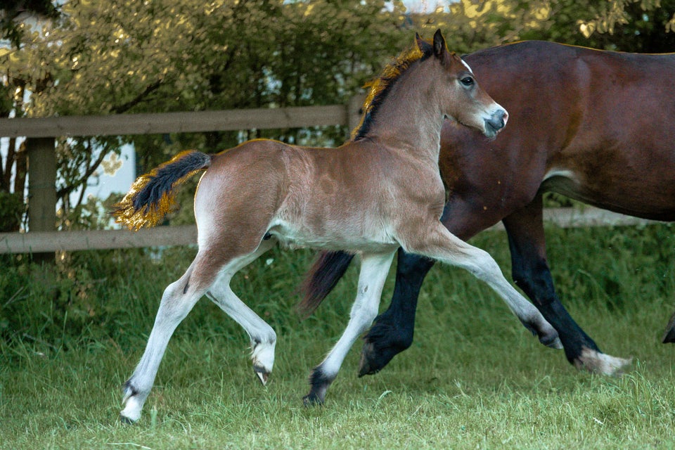 Welsh Cob, hingst, 0 år