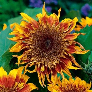 SOLSIKKE ASTRA BROWN - 1146, Øko-frø Helianthus annuus, Mellemhøj solsikke med ravfarvede blomster. 