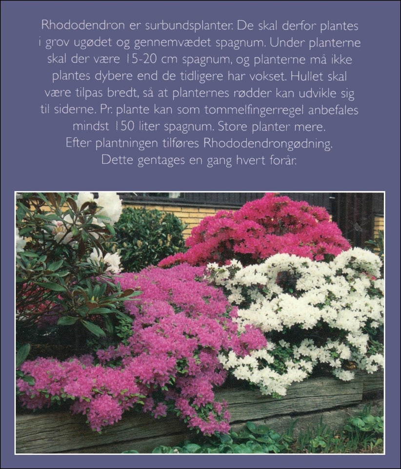 Rhododendron Håndbog, Niels Skjøldberg, emne: hus og have