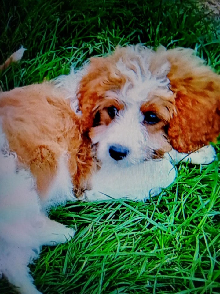 Cavapoo, hvalpe, 12 uger