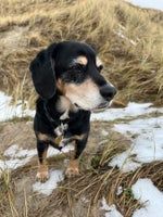 Beagle/dansk-svensk gårdhund/Cocker Spaniel, hund, 10