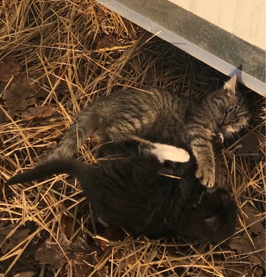 Hunkilling, Huskat, 12 uger, To søde hun killinger ca. 14 uger klar til at flytte hjemmefra. Vant ti