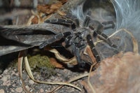 Edderkop, Pterinochilus murinus DCF Botswana/Zimbabwe