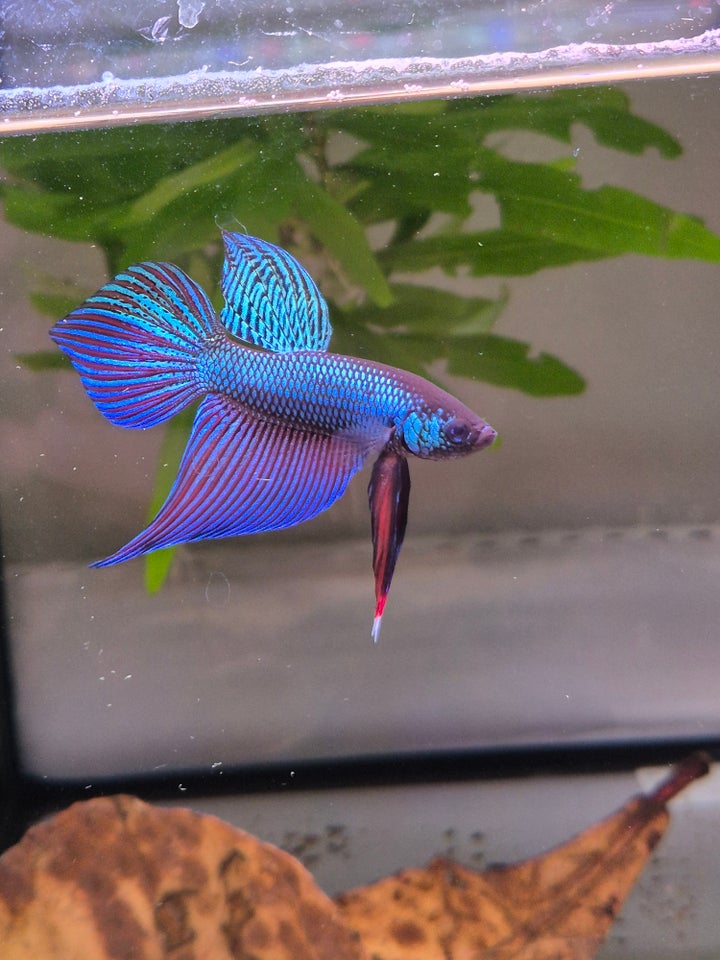 Betta Smaragdina, 1 stk.