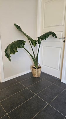 Stueplante, Alocasia 'Portodora' Elefantøre, Stor Stueplante / Plante sælges, da den er blevet for s