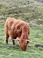 Skotsk højlandskvæg, 4 Stk.