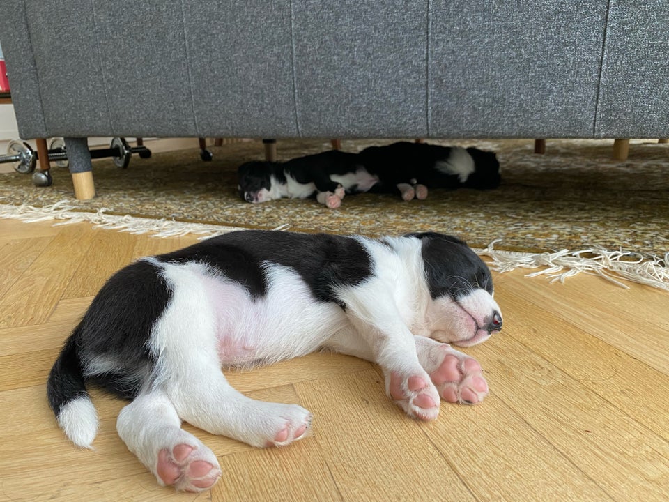 Border Collie - Labrador blanding, hvalpe, 5 uger