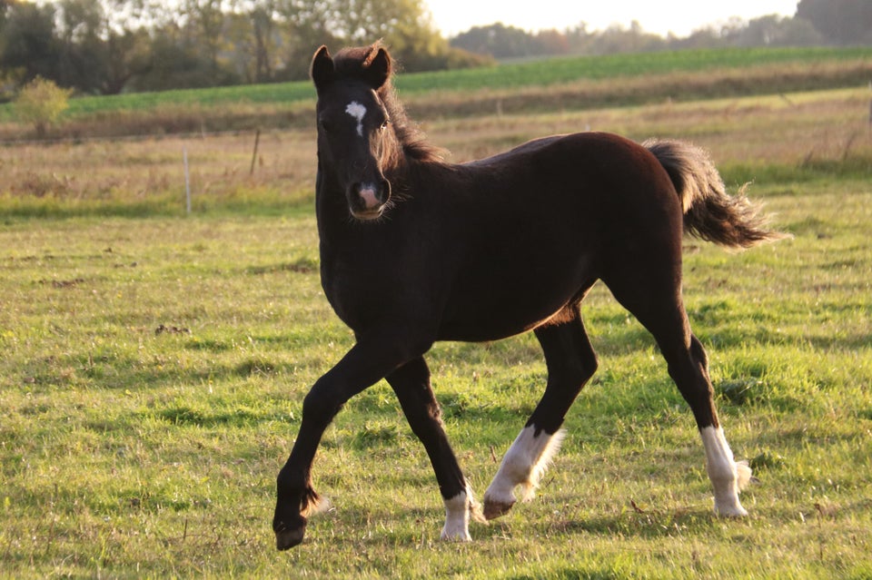 Welsh, hingst, 0 år