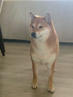 Shiba Inu, hund, 5 år