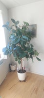 Gummitræ, Ficus elastica robusta