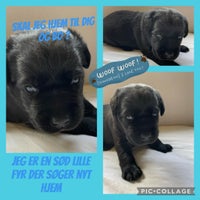 Labrador, hvalpe, 1 uge