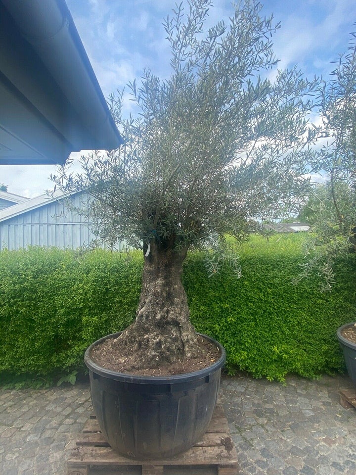 Oliventræ