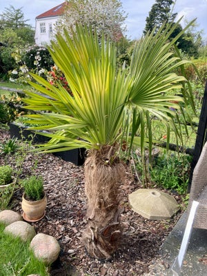 Palme, Hørpalme, Hørpalmer (Trachycarpus Fortunei)

Totalhøjde ca. 170 cm
Hørpalmen er en af de få p