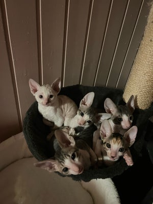 Cornish Rex, flere killinger, 9 uger , m. stamtavle, 
Meget sjældne Cornish Rex killinger. De eneste