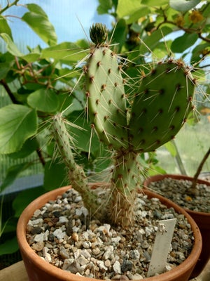 Kaktus, Opuntia engelmannii, Vinter-hårdfør kaktus.
5 år fra frø.

Kan sendes uden jord.

Instagram: