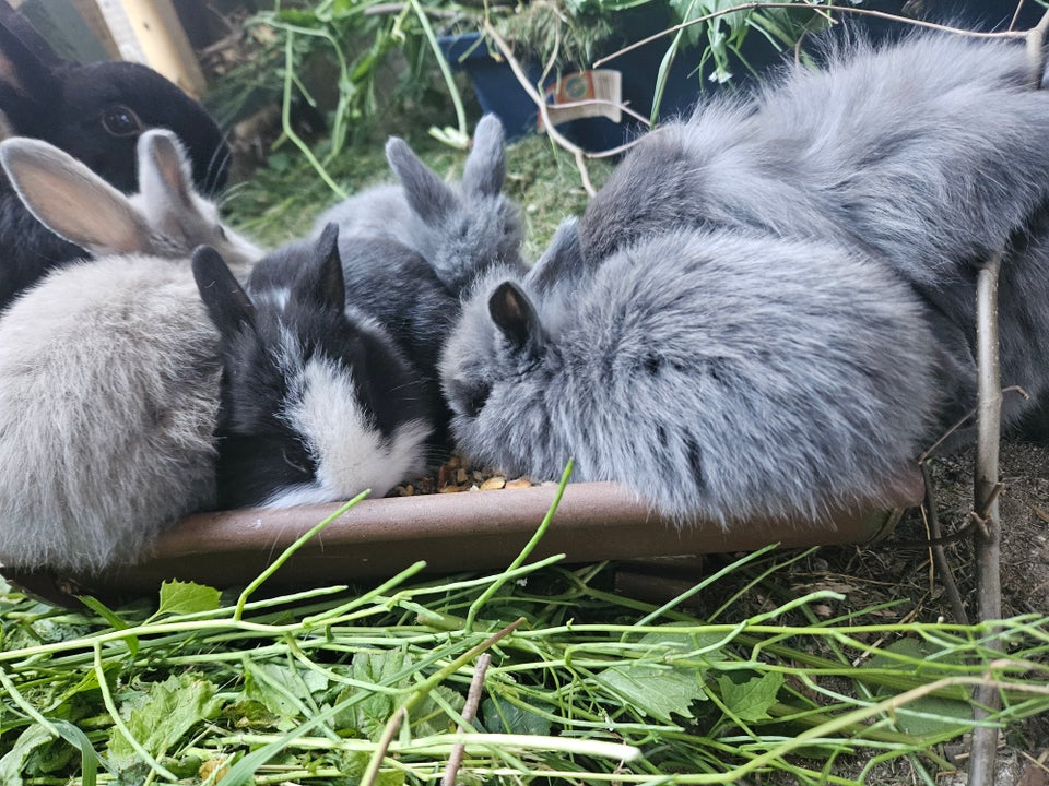 Kanin, Hermelin/dværg kanin/løvehoved, 0 år