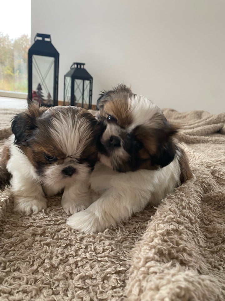 Shih Tzu