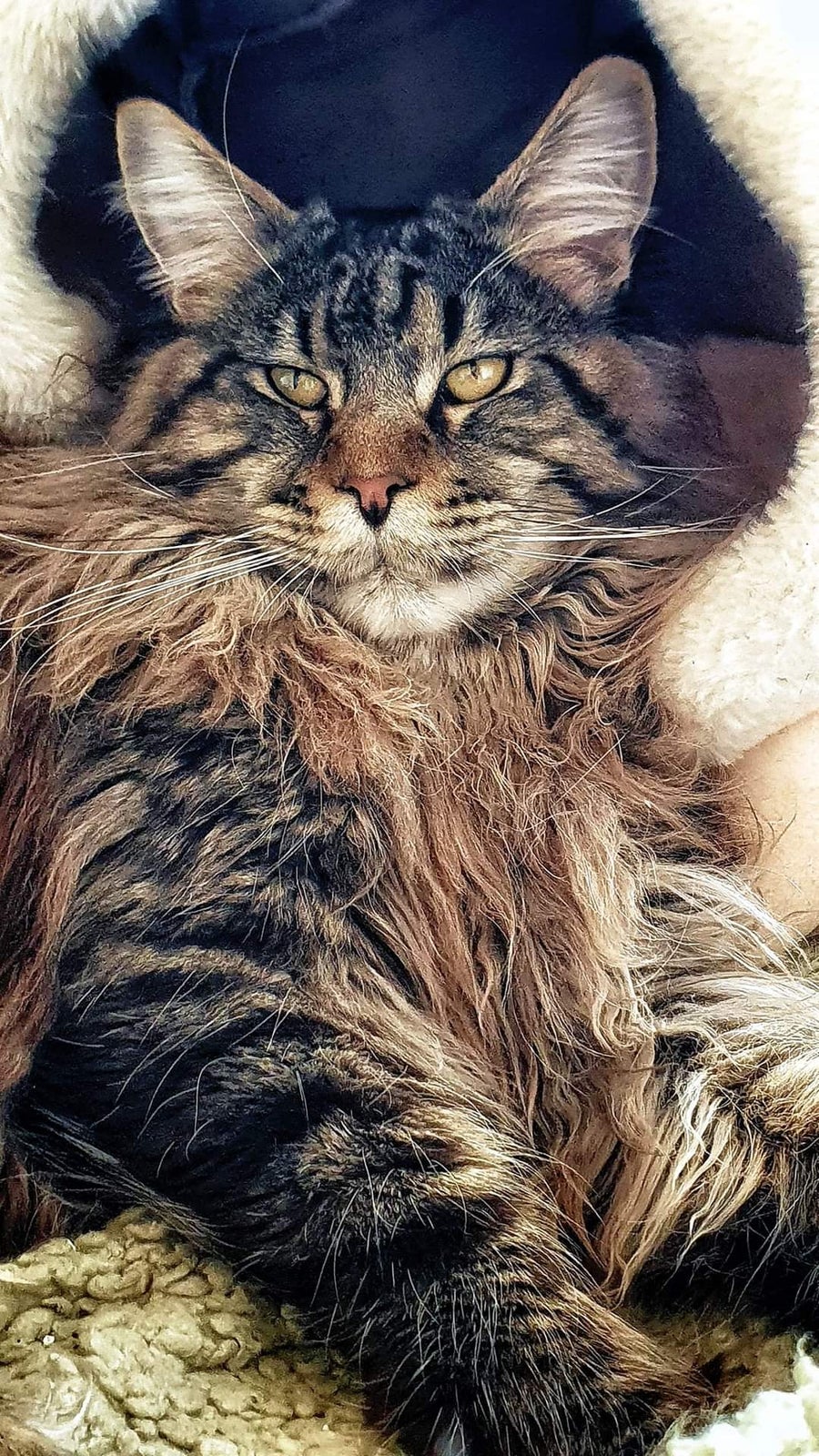 Maine Coon, hunkilling, 4 mdr.