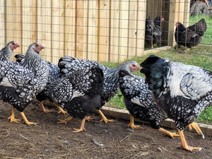 Daggamle kyllinger, 6 stk.