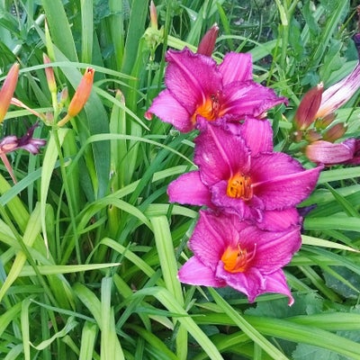Staude, Dagliljer iris, Se også mine andre annoncer med stauder og frø, også træliljer, trompet lilj