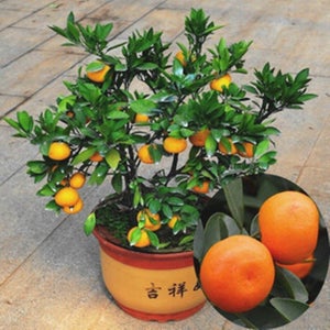 Find Citrus i Havemøbler, planter, fliser tilbehør - Køb brugt på DBA
