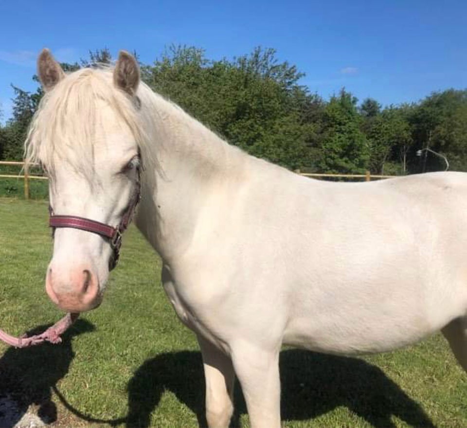 Welsh pony og Cob, hoppe, 2 år