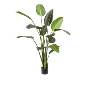 Kunstig Strelitzia, Kunstig Strelitzia plante H 180 cm med en nypris til 2.299,00 kr. fra Balie Bali