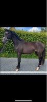 Dansk Sports Pony (DSP), vallak, 3 år