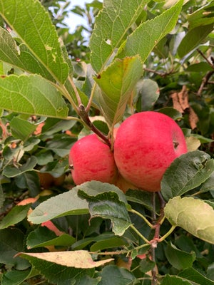 Æbletræer, Æbletræ, !Efterår er plantesæson!
Vi tilbyder podede kronefrugttræer af høj kvalitet fra 