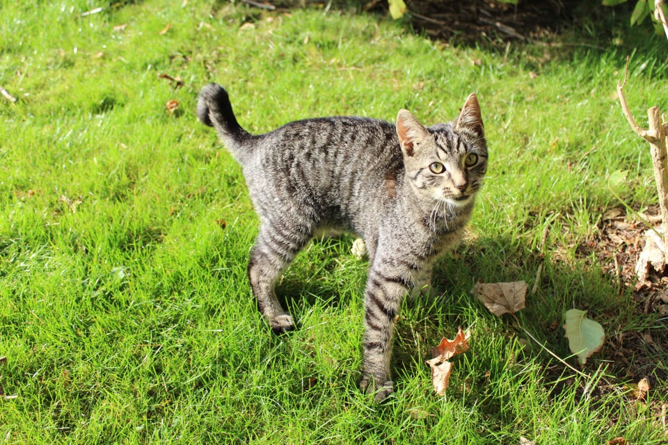 Sødeste kattekilling søger akut nyt hjem