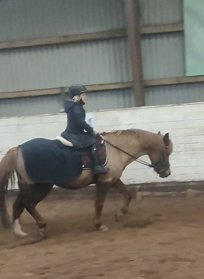 Anden race, hoppe, 14 år