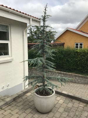 Pyntetræ, Ceder, Flot lige stammet Cedertræ.
Måler 2,10 m, sælges med krukke, som måler 55 cm.
total