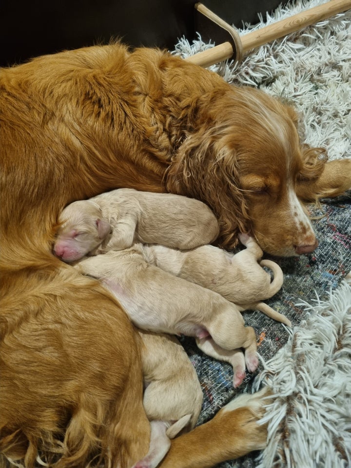 Cocker Spaniel