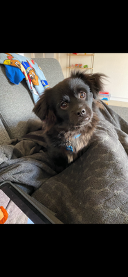 Chihuahua/tibetansk spaniel, hund, 7 mdr. , salgklar Sagsklar, Vi må desværre erkende at louie ikke 