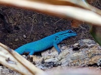 Gekko, Electric Blue gecko