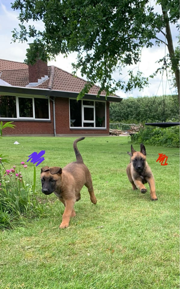 Malinois belgisk hyrdehund , hvalpe, 8 uger