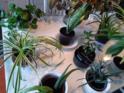Stueplanter, Stueplanter, flere forskellige, f.eks. F.eks. Zebrina pendula (Zebrablad), Svigermors s