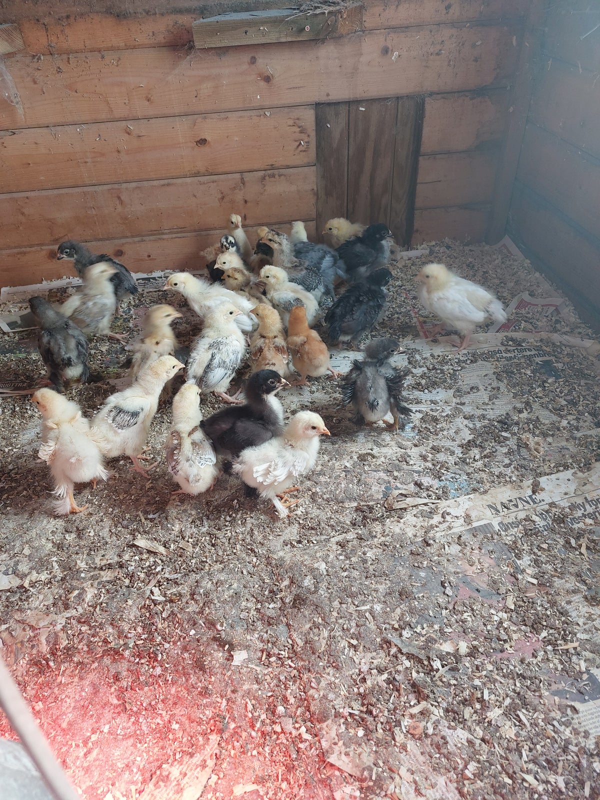 Kyllinger, 25 stk.