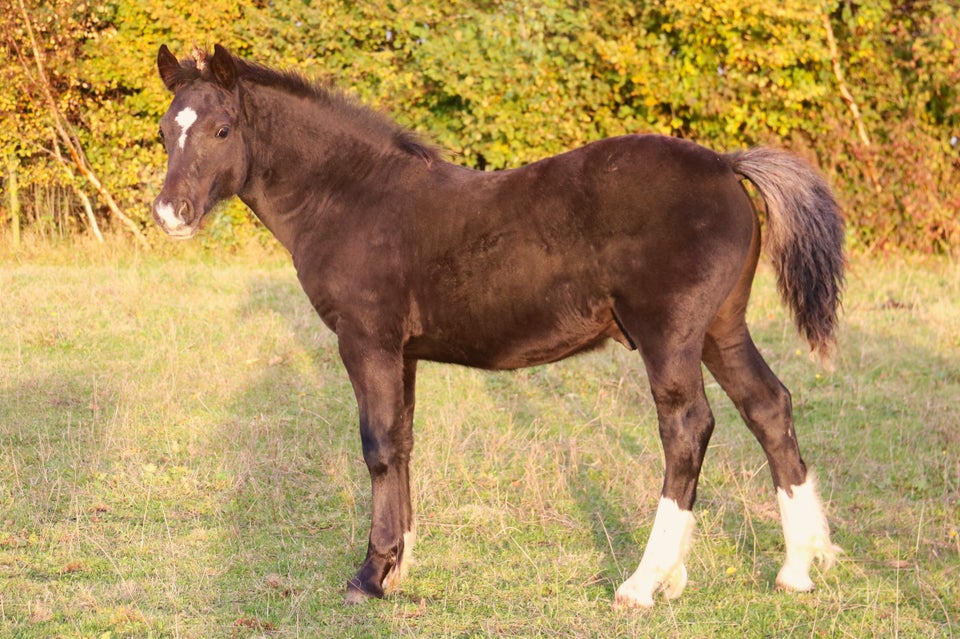 Welsh, hingst, 0 år