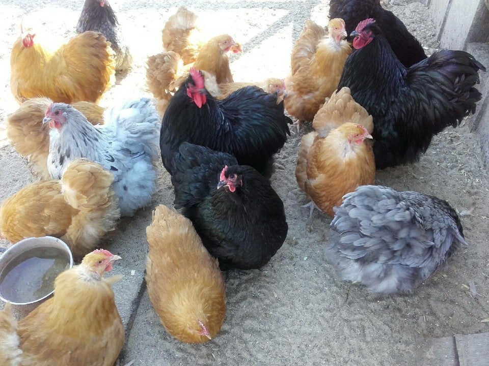 Varmefrie kyllinger klar til hønsegården
