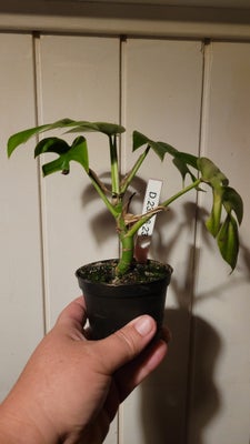 Stueplante, Tetrasperma, Lille monstera tetrasperma, næsten nyplantet, men med godt rodnet og i god 