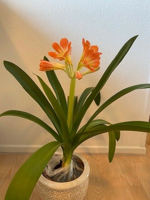 Stueplante, Clivia