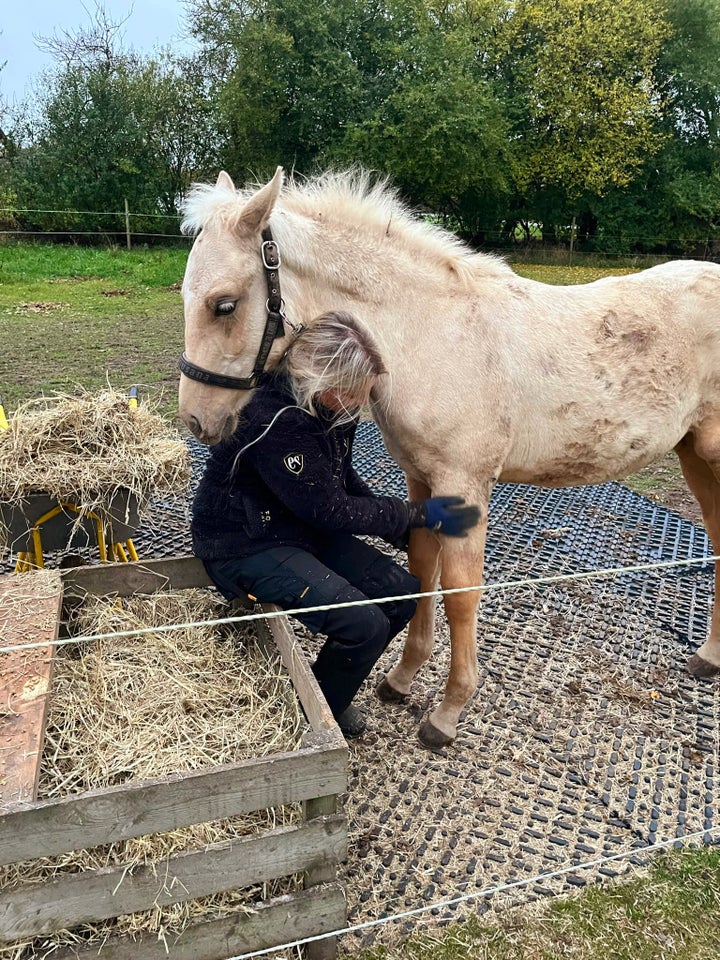 Dansk Varmblod, hingst, 0 år