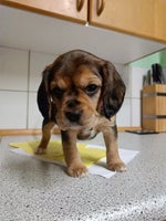 Cavalier/beagle , hvalpe, 4 uger