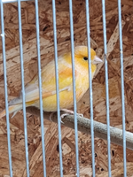 Kanariefugl, Orange farve, 1 år