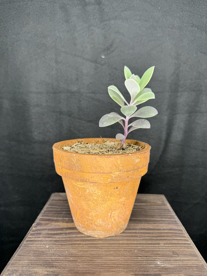 Caudex plante, Senecio sempervivus ssp grantii